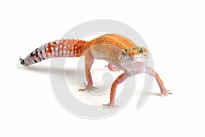 Leopard gecko closeup on isolated white background
