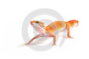Leopard gecko closeup on isolated white background