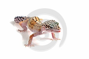 Leopard gecko closeup on isolated white background