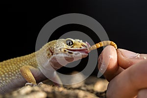 Leopard gecko eating a mealworm from the hand