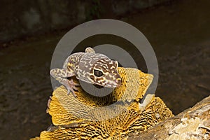 Leopard Gecko, Eublepharis fuscus. Maharashtra