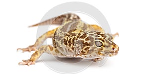 Leopard gecko, Eublepharis macularius