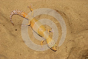 Leopard gecko (Eublepharis macularius)