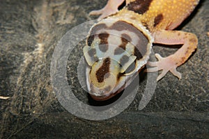 Leopard gecko (Eublepharis macularius)
