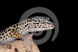 LEOPARD GECKO eublepharis macularius