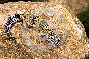 Leopard Gecko, eublepharis macularius