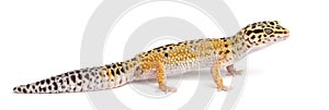 Leopard gecko, Eublepharis macularius