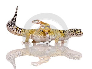 Leopard gecko - Eublepharis macularius