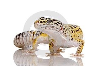 Leopard gecko - Eublepharis macularius photo