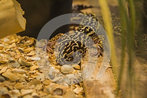 Leopard gecko - Eublepharis macularius