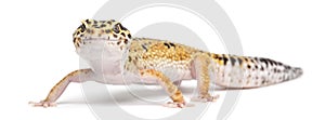 Leopard gecko, Eublepharis macularius