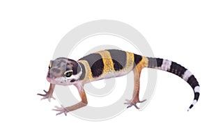 Leopard gecko Eublepharis macularius isolated