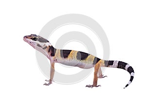 Leopard gecko Eublepharis macularius isolated