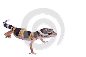 Leopard gecko Eublepharis macularius isolated