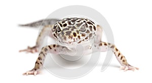Leopard gecko, Eublepharis macularius