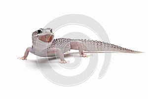 Leopard gecko eublepharis macularius super snow on isolated background