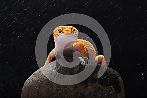 Leopard gecko, gecko, tokay gecko, gecko on rock,