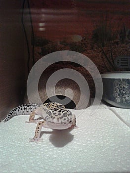 Leopard Gecko