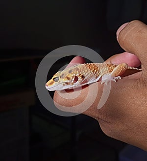 A leopard gecko in hand