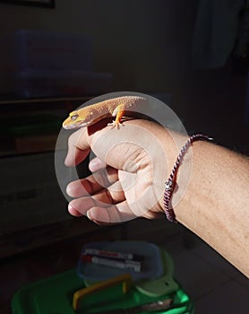 A leopard gecko in hand