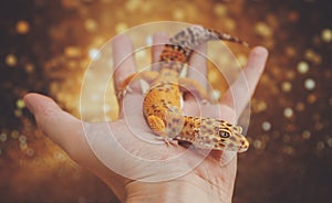 Leopard gecko on the hand