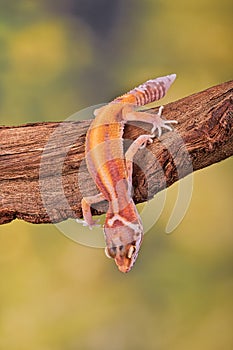 Leopard gecko hanging around