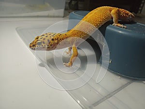 Leopard Gecko Hypo