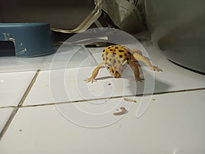 Leopard Gecko Hypo