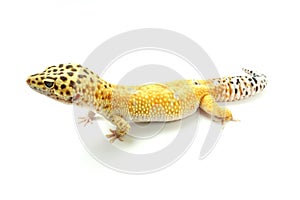 Hypo Tangerine Carrot Tail Leopard Gecko 01 photo