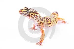 Leopard gecko isolated