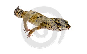 Leopard gecko isolated on white