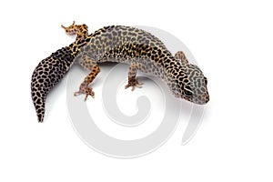 Leopard Gecko isolated on white background