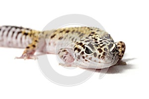 Leopard gecko isolated on white background