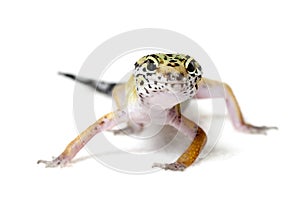 Leopard gecko isolated on white background