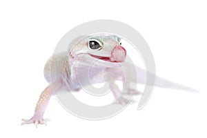 Leopard Gecko with licking itself on a white background