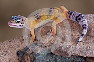 Leopard gecko licking lips