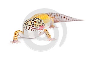 Leopard Gecko Licking Lips