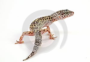 Lagarto lagarto 