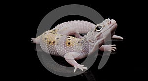 leopard gecko lizard,black background, eublepharis macularius