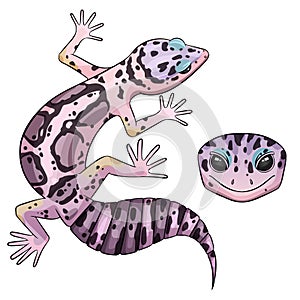 Leopard gecko Mack snow
