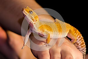 Leopard gecko pet