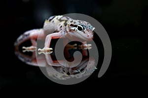 a leopard gecko poses for catching prey photo