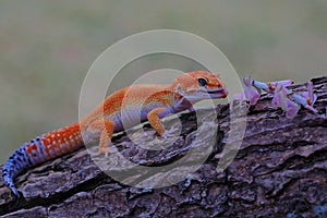 A leopard gecko is posing in a distinctive style.