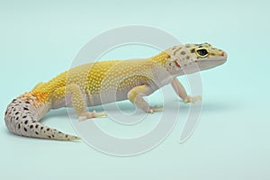 A leopard gecko is posing in a distinctive style.