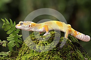 A leopard gecko is posing in a distinctive style.