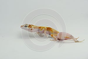 A leopard gecko is posing in a distinctive style.