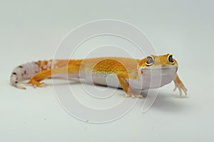 A leopard gecko is posing in a distinctive style.