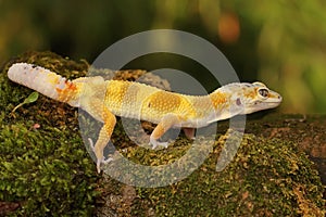 A leopard gecko is posing in a distinctive style.