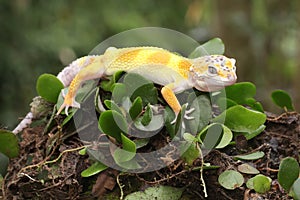 A leopard gecko is posing in a distinctive style.