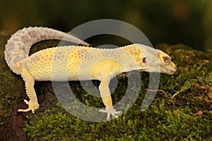 A leopard gecko is posing in a distinctive style.